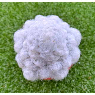 Mammilaria plumosa แมมขนนกดอกขาว M005