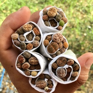🌵Lithops 🌵พืชไม้อวบขั้นต่ำ 10 ต้นจ้า