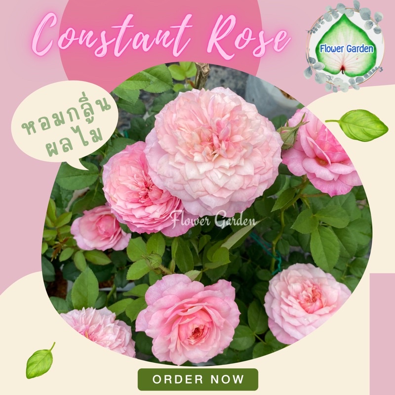 F426 กุหลาบ Constance (คอนสแตนท์) หอมกลิ่นผลไม้  ต้นแข็งแรงพร้อมส่ง ติดดอก