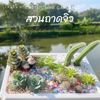 สวนถาด กระบองเพชร แคคตัส cactus garden ชุดจัดสวนถาด อุปกรณ์พร้อมจัดเอง