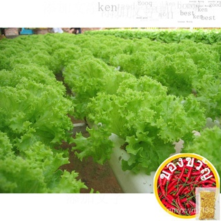 Ben Sayur/เมล็ดพันธุ์ผัก-lettuce seeds เมล็ดพืช TOOY