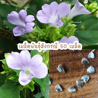 เมล็ดพันธุ์ต้นสังกรณี สีม่วง 50 เมล็ด สมุนไพรไทย