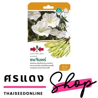 GGEW เมล็ดพันธุ์ซฟ ดอกไม้ ดอกพระจันทร์ ชมจันทร์ 20 เมล็ด ตราศรแดง Moon Flower