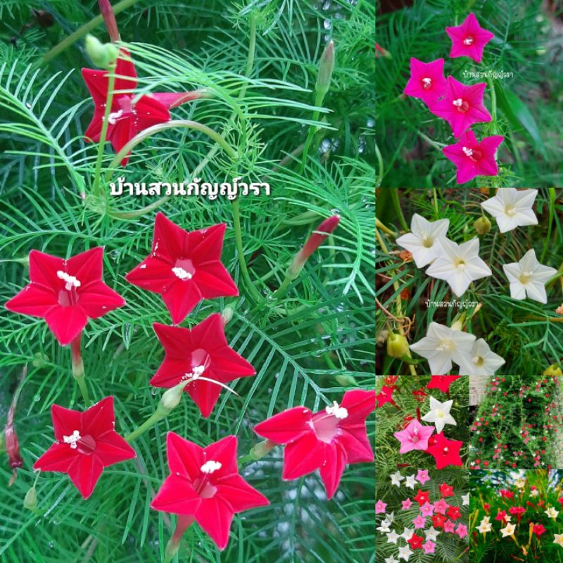 เมล็ดดาวนายร้อยคละสี50เมล็ด20บาท