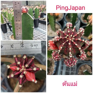 Pink Japan กราฟตอสามเหลี่ยม