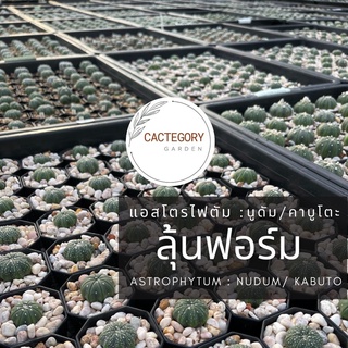 แอสโตรไฟตัม : แอสโตร นูดัม คาบูโตะ ยังไม่ออกฟอร์ม Astrophytum Nudum Asterias Kabuto cactus กระบองเพชร  ราคาส่ง ราคาถูก