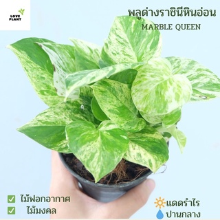 พลูด่างราชินีหินอ่อน Epipremnum aureum Bunting cv. Marble Queen พลูด่าง ไม้ฟอกอากาศ ไม้ด่าง ขนาดกระถาง 4 นิ้ว