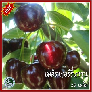 20 เมล็ด เชอร์รี่หวาน Cherry เชอรี่ เมล็ดเชอรี่ เมล็ดเชอร์รี่ เมล็ดเชอรี่หวาน เมล็ดพันธุ์เชอร์รี่ เชอรี่แดง เชอร์รี่แดง