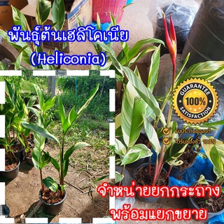 ต้นพันธุ์เฮลิโคเนีย (Heliconia)  จำหน่ายยกกระถางพร้อมขยายหน่อ  มีประกันระหว่างขนส่ง พร้อมจัดส่ง(จำกัด1กล่อง/1กระถาง)