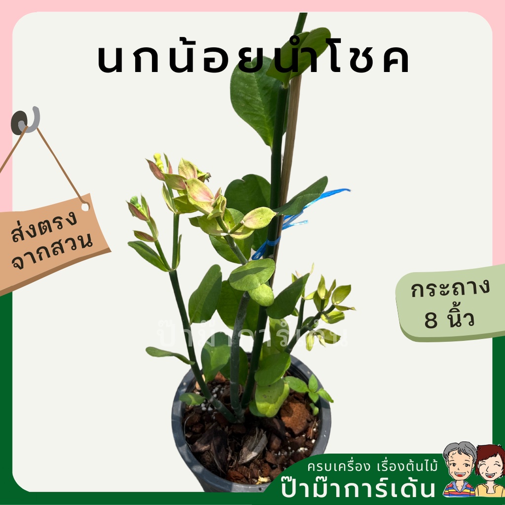 มุมมอง 6