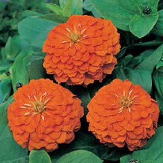 เมล็ด ดอกบานชื่นสีส้ม - Orange Double Zinnia