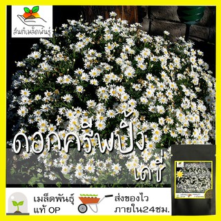 เมล็ดพันธุ์ ดอกครีพปิ้ง เดซี่ เดซี่เลื้อย Creeping Daisy 150 เมล็ด  เมล็ดพันธุ์แท้ นำเข้าจากต่างประเทศ ปลูกผัก สวนครัว