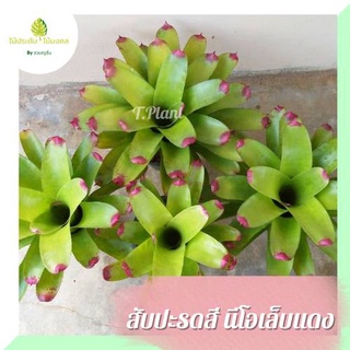 Bromeliad สับปะรดสี​ เขียวปลายชมพู / สับปะรดสี นีโอเล็บแดง กระถาง​ 4-11 นิ้ว​