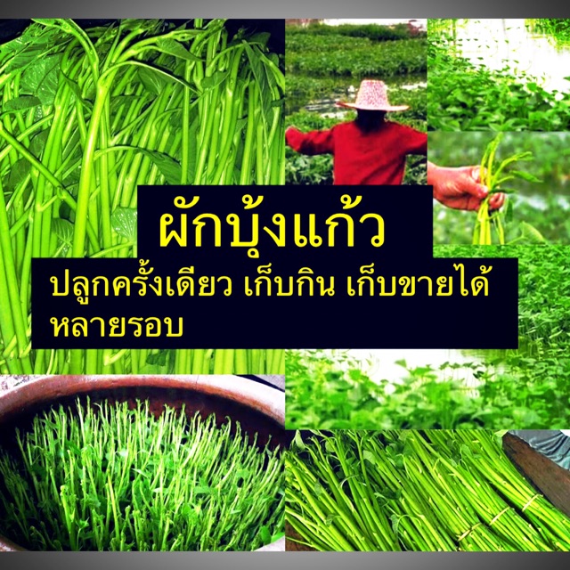 เมล็ดผักบุ้งแก้ว ผักบุ้งเย็นตาโฟ ผักบุ้งขาว  แบ่งขาย 5 กรัม/ 55 กรัม/ 300กรัม