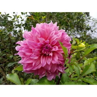 1เหง้า/ออเดอร์ หัวไม้ ดอกรักเร่ หรือดอกดาห์เลีย (Dahlia)  Dahlia Arthur Humbly สีชมพู ดอกใหญ่ หง้าแข็งแรงใหญ่