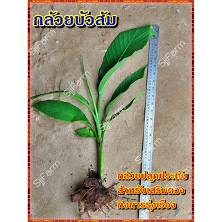 กล้วยบัวส้ม (Flowering banana) เป็นต้นขุดสด จัดส่งขนาดคละไซส์ ขุดตามออเดอร์ จัดส่ง 1-3 วันได้รับสินค้า