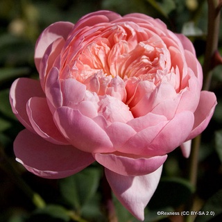 25เมล็ด เมล็ดกุหลาบ อังกฤษ พันธุ์เลื้อย สีชมพู กุหลาบหนู Rose seeds