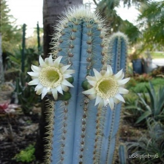 ถูก ใหม่ สายพันธุ์1แพ็ค PILOSOCEREUS azureus HU( ) （นี่มันเมล็ดพืช/ ไม่ใช่พืชที่มีชีวิต） AYUL