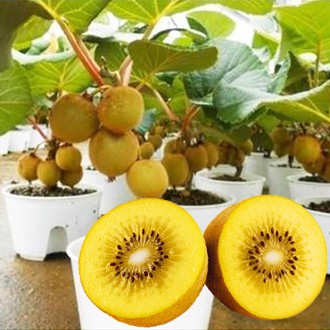 กีวีสีทองงง!!🎯ถูกที่สุด10บ.🎯เมล็ดพันธุ์กีวีสีทอง20 เมล็ด🎈งอกง่าย🌱โตไว☘️ลูกดก🌱ทานอร่อย