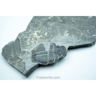 [อายุกว่า 505 ล้านปี!!!] #77 ฟอสซิล ไทรโลไบต์ Elrathia Kingi Trilobite ของแท้ ขนาดเล็ก บน Matrix จาก USA