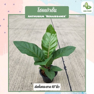 ต้นโชคเก้าชั้น Anthurium Renaissance ส่งทั้งกระถาง 10"นิ้ว (ต้นไม้มงคล ต้นไม้ฟอกอากาศ)