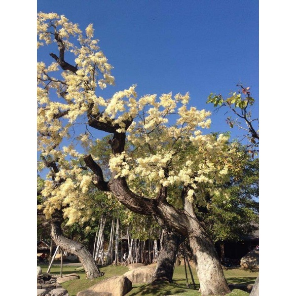 ต้นพยอม ต้นขนาด80ซม.