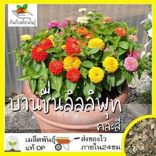 เมล็ดพันธุ์ บานชื่น ลิลลิพุท คละส เมล็ด Mixed Lilliput Zinnia Flower เมล็ดพันธุ์แท้ นำ（นี่มันเมล็ดพืช ไม่ใช่พืช!）