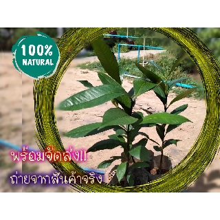 1ต้น ต้นมังคุด🌰🎄🌲ต้นพันธุ์ มังคุด พันธุ์ดี 🎄1  ต้น