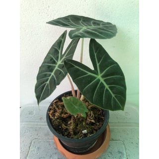 alocasia pink dragon อโลคาเซีย พิ้งค์ดราก้อน ก้านชมพูตระกูลอโลคาเซีย