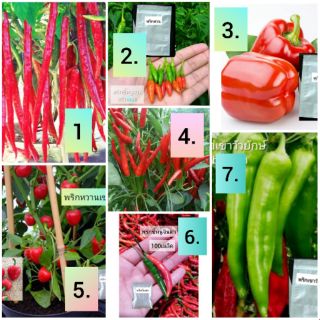 เมล็ดพันธุ์พริก🌶️ชนิดต่างๆ 🌱กดเลือกได้เมล็ดพันธุ์ดีปลูกง่ายงอกไวผลดกปลูกในกระถางได้ดี