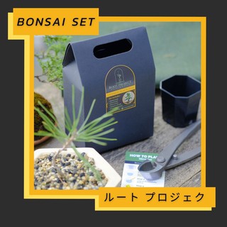 Bonsai starter kit Japanese ชุดพร้อมปลูก บอนไซ เมเปิ้ล และ สนดำ