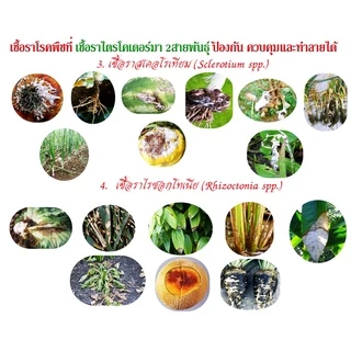 ไตรโคเดอร์มา + บีเอส +ฮอร์โมนพืชทางใบ เชื้อสดชนิดน้ำ เข้มข้น พร้อมใช้ ป้องกัน กำจัดโรคพืชและบำรุงฮอร์โมนพืชทางใบ