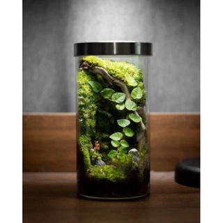 Terrarium(สวนขวดแก้ว)