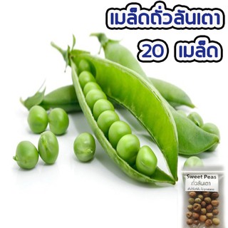 เมล็ดผัก ถั่วลันเตา พันธุ์พื้นบ้าน