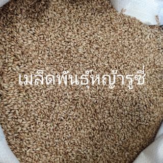 เมล็ดพันธุ์หญ้ารูซี่ บรรจุ 1กก รวมพร้อมส่ง