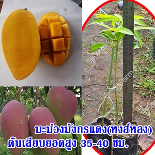 1 ต้น ต้นพันธุ์มะม่วงมังกรแดง(Reddragon Mango) หรือมะม่วงพันธุ์หงส์หลง ต้นเสียบยอดสูง 35-40 ซม.จัดส่งพร้อมถุงเพาะชำ