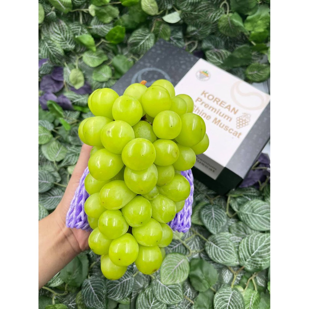 Shine Muscat korean premium