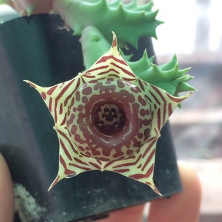 เฮอร์เนีย เซบรินา Huernia zebrina (กระดุมดอกใหญ่, เก๋งดอกม้าลาย) เก๋งจีน 019