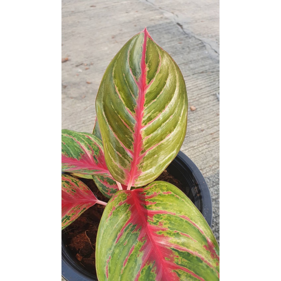 มุมมอง 2