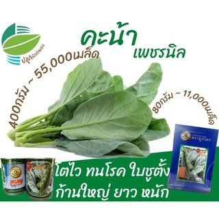 คะน้าเพชรนิล (Chinese​ Kale)​