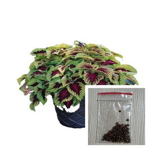 เมล็ดฤาษีผสม คุณภาพดี บอนสี 100 เมล็ด เมล็ดพันธุ์ Mix Color Coleus Seeds บอนสีหายาก ต้นไม้มงคล ต้นไม้ฟอกอากาศ