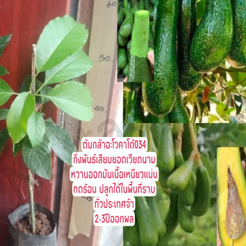 ต้นอะโวคาโด้034 กิ่งพันธุ์นำเข้าจากเวียดนาม รากแข็งแรงสูง50-65ซม