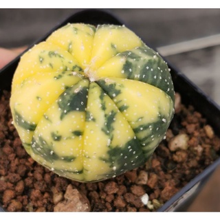 แอ​สโตร​ไฟตัม  #ด่างสวย   #แคสตัส castus​ Astrophytum แอสโตร แอสโตร​ไ​ฟตั้​ม กระบองเพชร