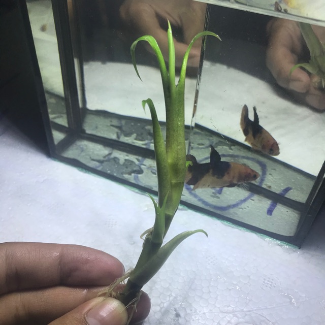 ต้นใบพาย 1 ต้น สำหรับใส่โหลปลากัด ขาย 3 ต้นขึ้นไป