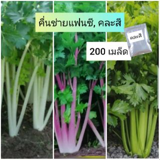 เมล็ดผัก คื่นช่ายแฟนซี (เซเลอรี่คละสี)​