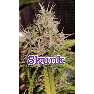 เมล็ดนำเข้า Skunk Auto พร้อมชุดเพาะชำ มีเก็บเงินปลายทาง