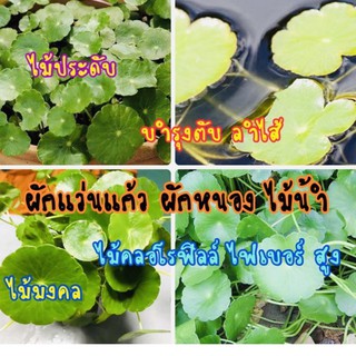 ผักแว่นแก้ว บัวใหญ่ ผักหนอง หนองใหญ่ (ชุด 10-20 ต้น)