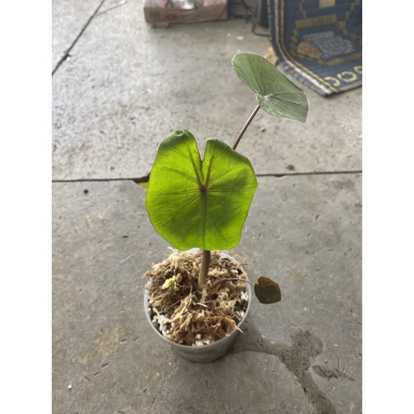 colocasia kona coffee บอนดำตัวใหม่