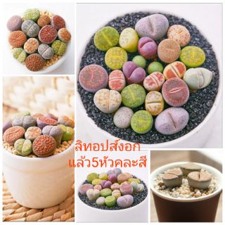 ลิทอปส์งอกแล้ว 5 หัวคละสี-สายพันธ์ุ (มีเมล็ดขาย)
