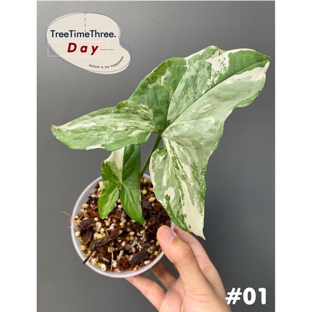 🔥promotion🔥 ลด‼️เงินไหลมาด่างขาว Syngonium Podophyllum